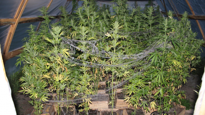 marihuana