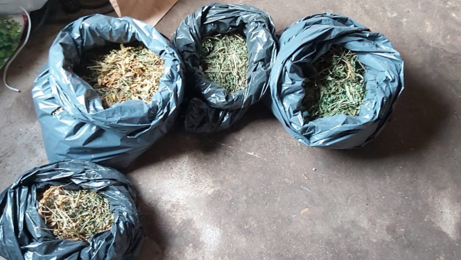 marihuana