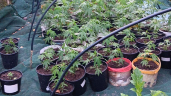 marihuana