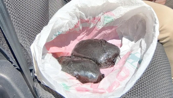 narkotiskās vielas iepakotas sainī un ieliktas polietilēna maisā