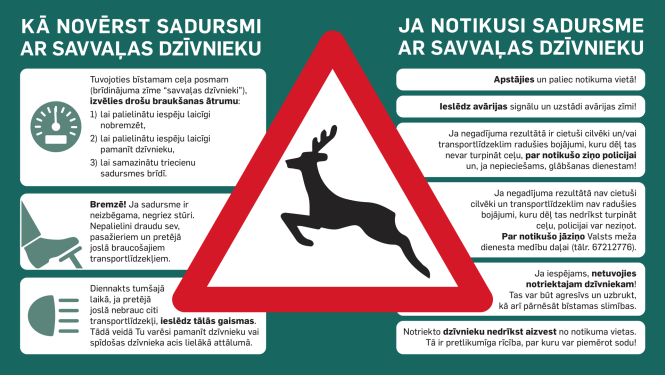 kā rīkoties, ja notikusi sadursme ar meža zvēru