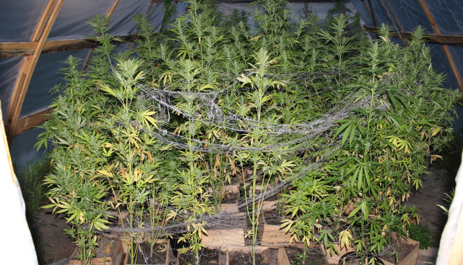 marihuana
