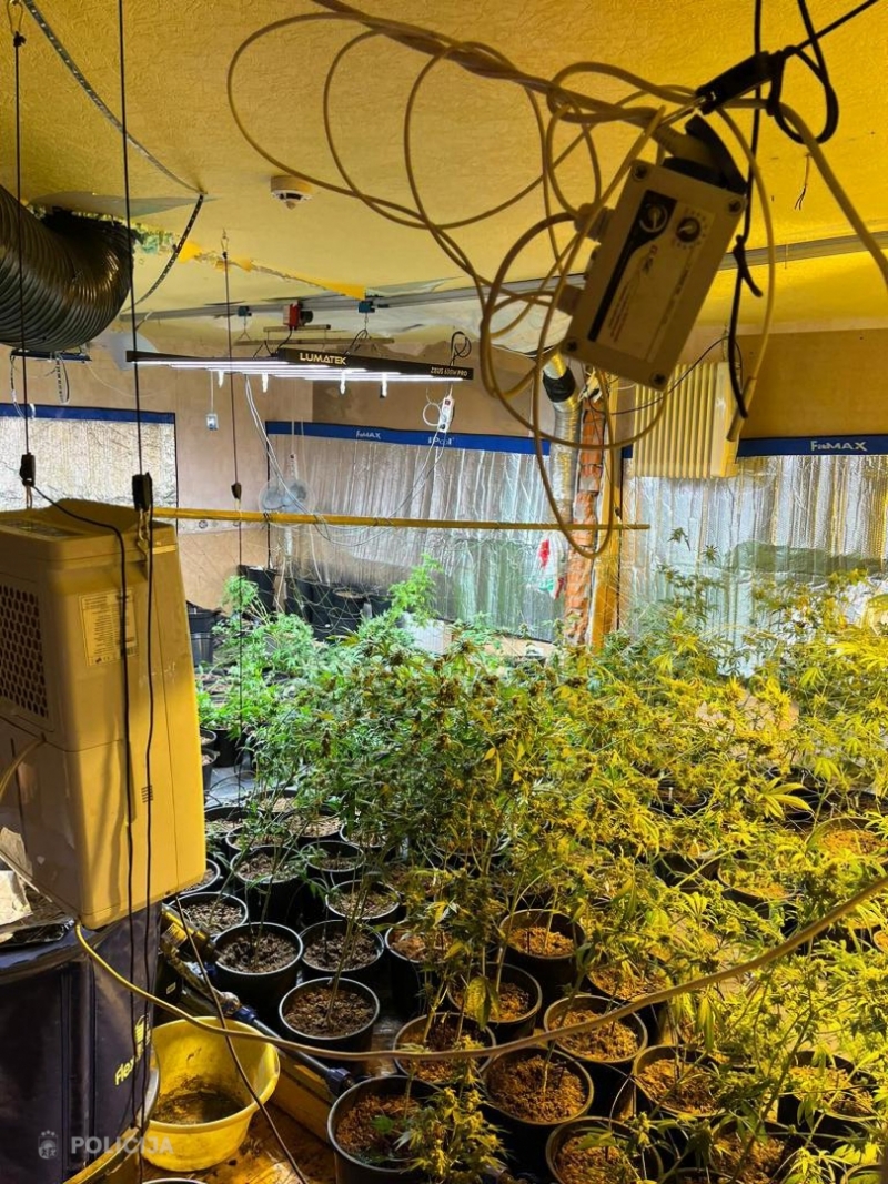 Kādas Rīgas ēkas bēniņos atrasta marihuānas audzētava; izņemti 10 kg marihuānas