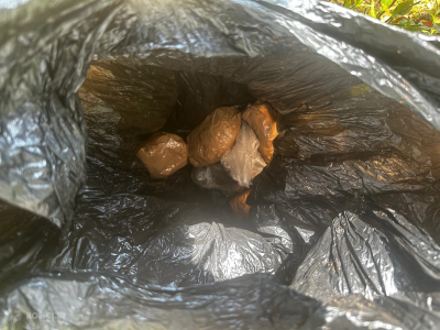 kokaīns
