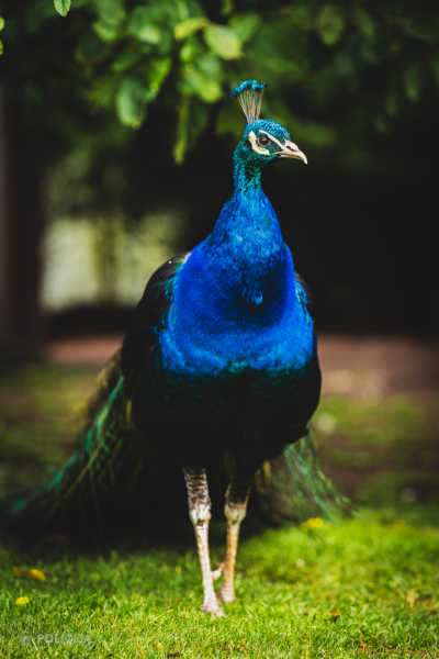 pĀVS