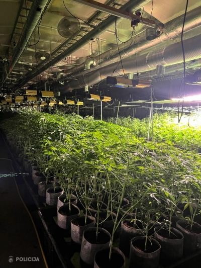 Valsts policija Talsos konstatē vērienīgu marihuānas audzēšanu