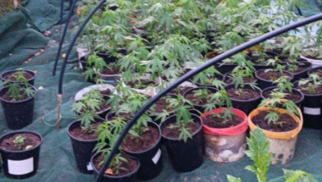 marihuana