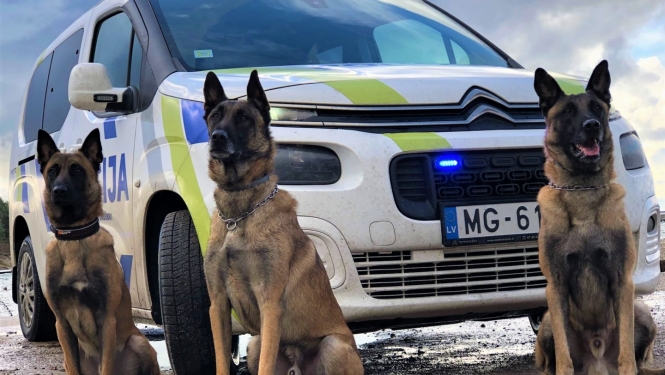Valsts policijas Kinologu nodaļas Kurzemes grupas dienesta suņi Marko, Yaro un Enzo