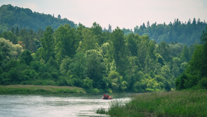 Gauja 