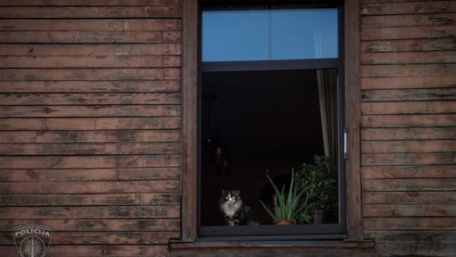 Koka māja brūnā krāsā, atvērts logs, uz palodzes istabas augi puķupodos un raibs kaķis