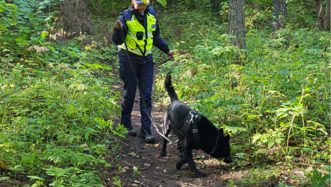 Tukuma iecirkņa kinoloģe Sintija kopā ar savu dienesta suni Hanteru iet pa meža taciņu