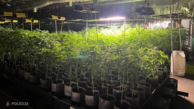 Valsts policija Talsos konstatē vērienīgu marihuānas audzēšanu