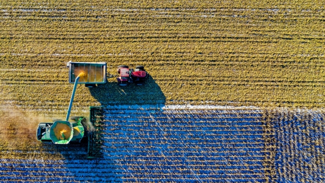 Traktors brauc pār lauku un novāc labību