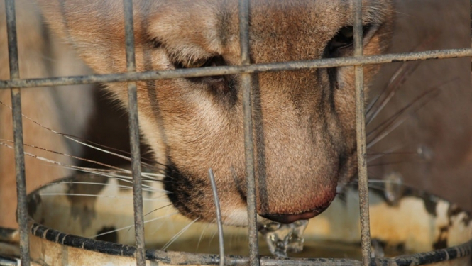 Policija pabeidz izmeklēšanu par gadījumiem, kad Latvijā mājokļos turēti plēsēju kārtas savvaļas dzīvnieki