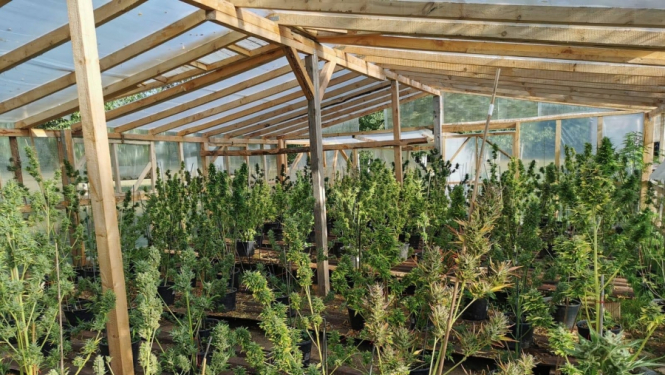 Valsts policijas amatpersonas atklāj divas liela apjoma marihuānas audzētavas Ogres un Dundagas novadā