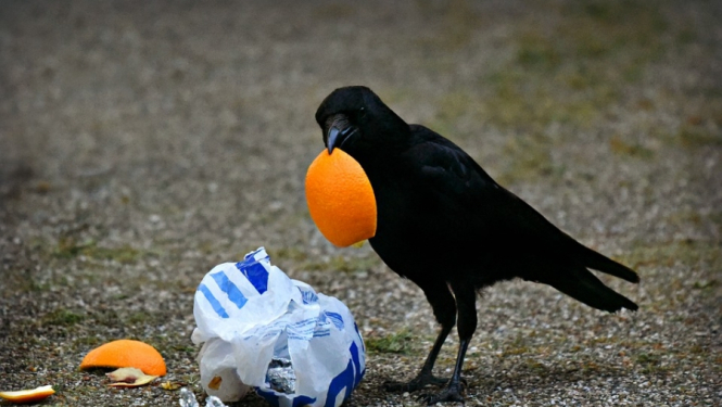 Pļavniekos vīrietis izrēķinās ar vārnām