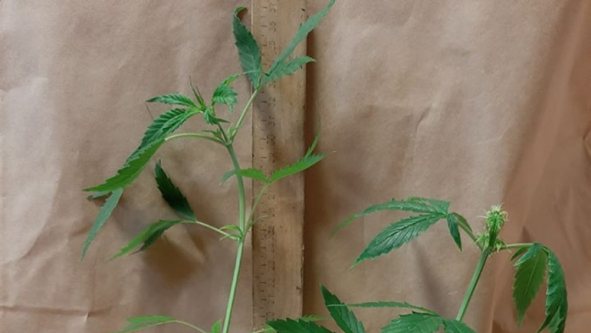 Pateicoties iedzīvotāju sniegtai informācijai, policija kādā dzīvoklī uziet marihuānas audzētavu