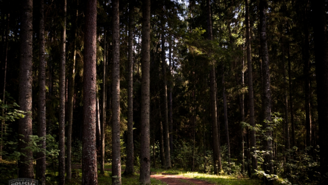 Valsts policija pabeidz izmeklēšanu kriminālprocesā par zemes un meža izkrāpšanu Latgalē