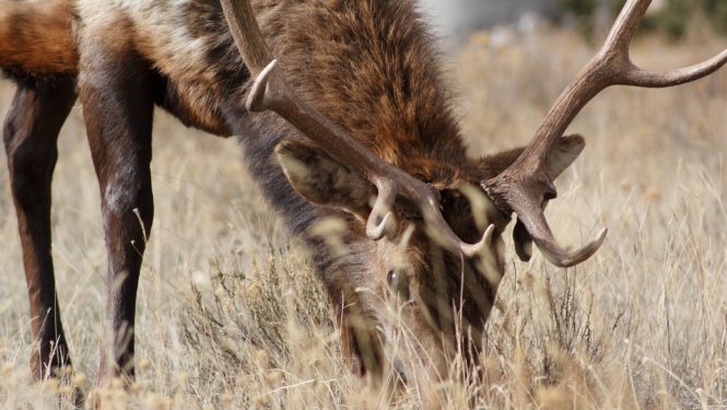 Staltbriedis ēd brūnu zāli