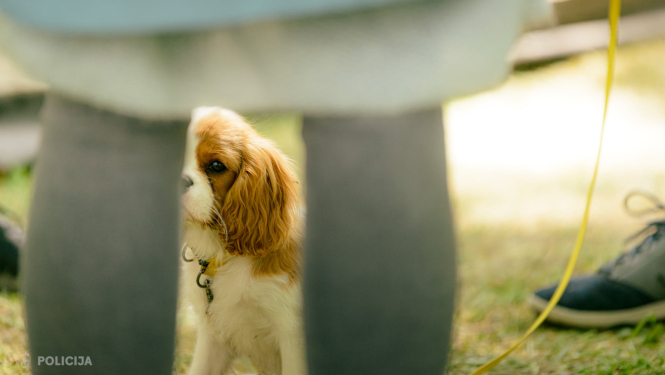 Suns pie pavadas starp cilvēka kājām