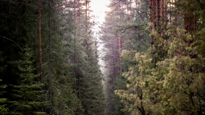 bezvests pazudušas personas mežā