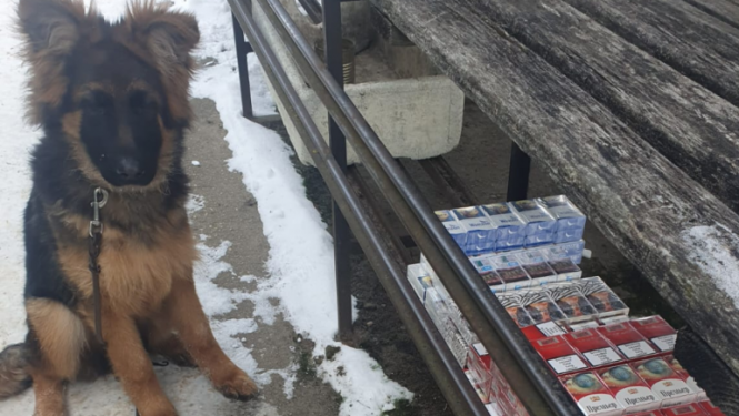 Vācu aitu šķirnes suns Apollo Dark Jēkabpils tirgū blakus atrastajām, nelegālajām cigaretēm