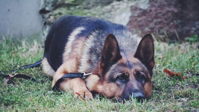 Dienesta suns Darvins nogūlies uz zemes