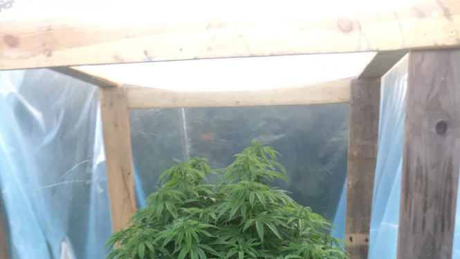 Zālē novietots kupls marihuānas augs, ap kuru uzsliets koka karkass, kas apvilkts ar plēvi