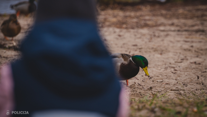 bērns un fonā pīles pie ezera