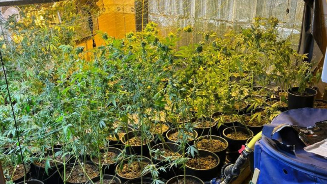 Kādas Rīgas ēkas bēniņos atrasta marihuānas audzētava; izņemti 10 kg marihuānas