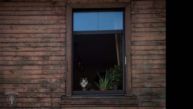 Koka māja brūnā krāsā, atvērts logs, uz palodzes istabas augi puķupodos un raibs kaķis