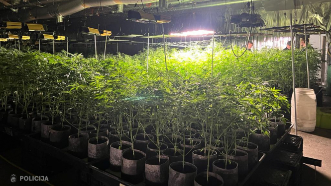 Valsts policija Talsos konstatē vērienīgu marihuānas audzēšanu