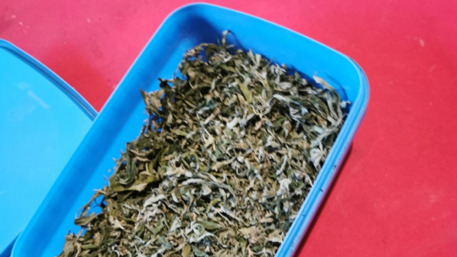 Draugu uzcienāšana ar mammas audzēto marihuānu beidzas ar kriminālprocesu