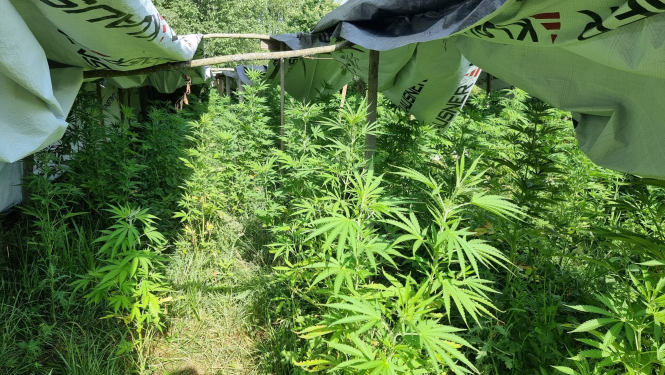 Kaņepju augi, kas aug siltumnīcai līdzīgā konstrukcijā