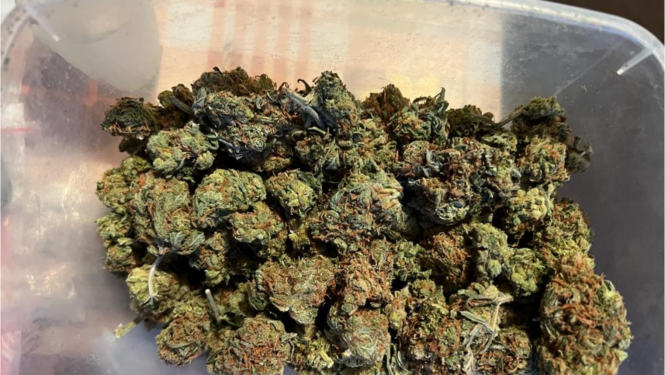 Plastmasas kastītē redzamas kaltētas zaļganbrūnu augu bumbiņas