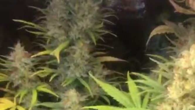 Marihuānas stāds puķupodā