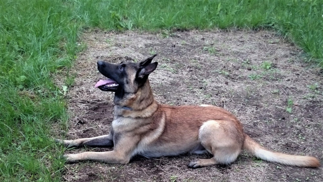 VP dienesta suns Marko