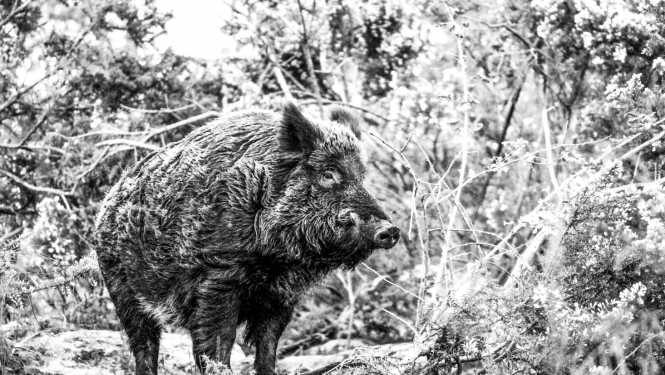 Melnbalts attēls, kurā redzama mežacūka mežā