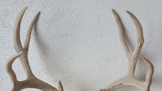 Meža dzīvnieka galvaskauss un ragi uz galda pie sienas, blakus viena puķe