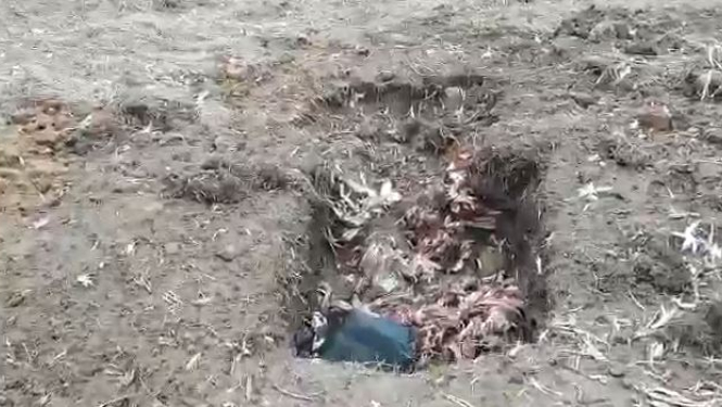 Izraktā bedrē izmesti vairāku mirušu vistu ķermeņi