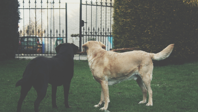 Melns un gaiši brūns suns skatās uz metāla vārtiem, kas ir atvērti