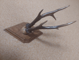 Manta