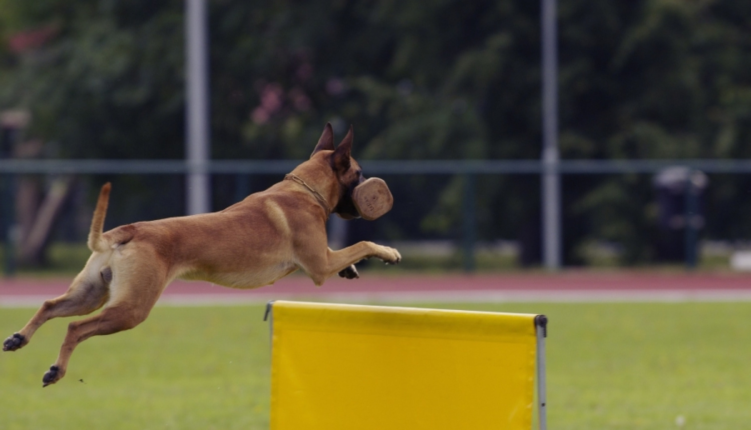 Valsts policija piedāvā atsavināšanai, pārdodot par brīvu cenu, dienestam nederīgo beļģu aitu šķirnes suni „TORIJA”, mikročipa Nr. 941000014273814.