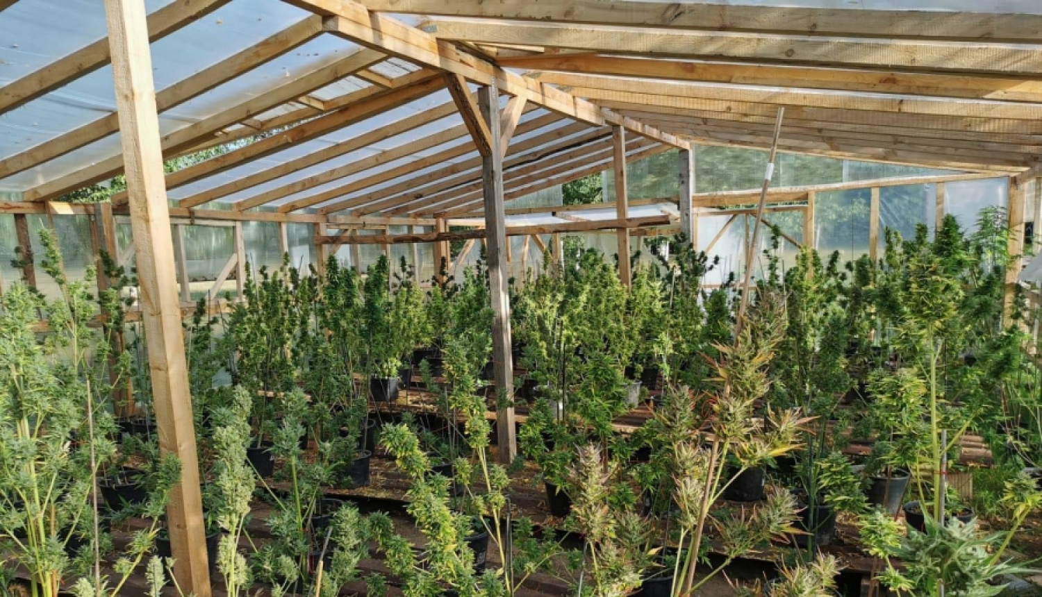 Valsts policijas amatpersonas atklāj divas liela apjoma marihuānas audzētavas Ogres un Dundagas novadā