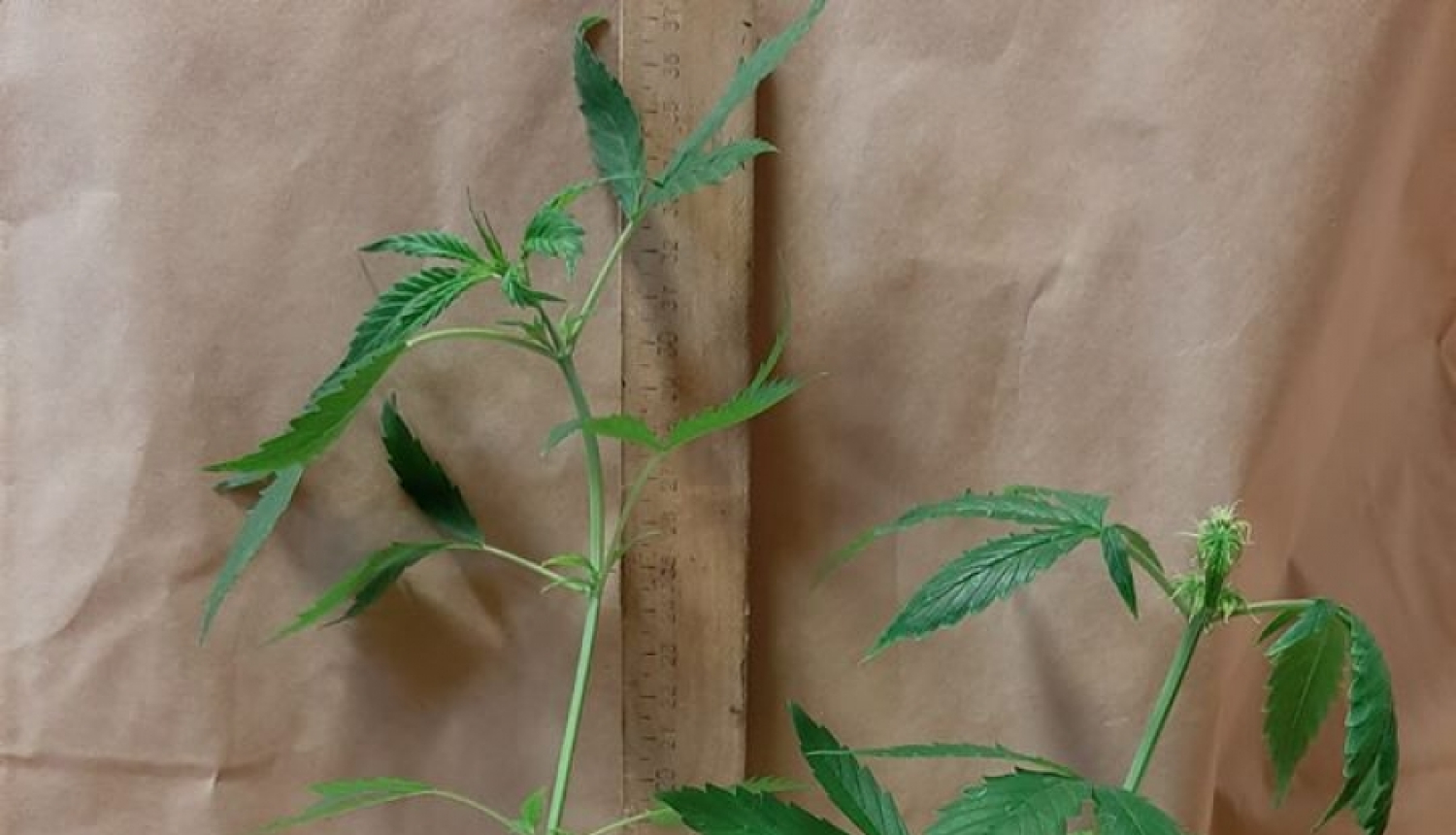 Pateicoties iedzīvotāju sniegtai informācijai, policija kādā dzīvoklī uziet marihuānas audzētavu