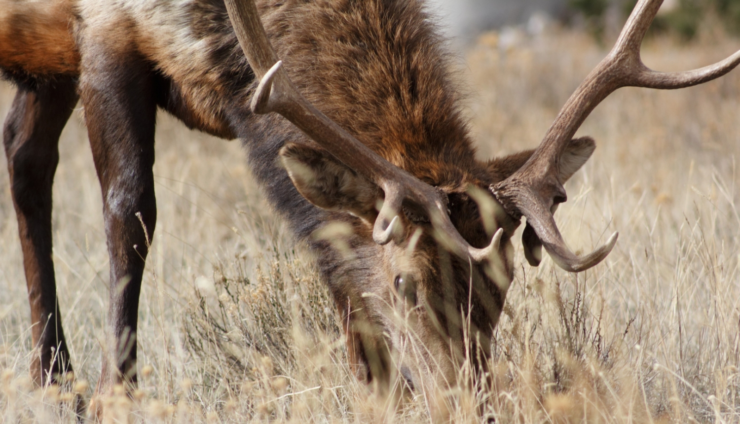 Staltbriedis ēd brūnu zāli