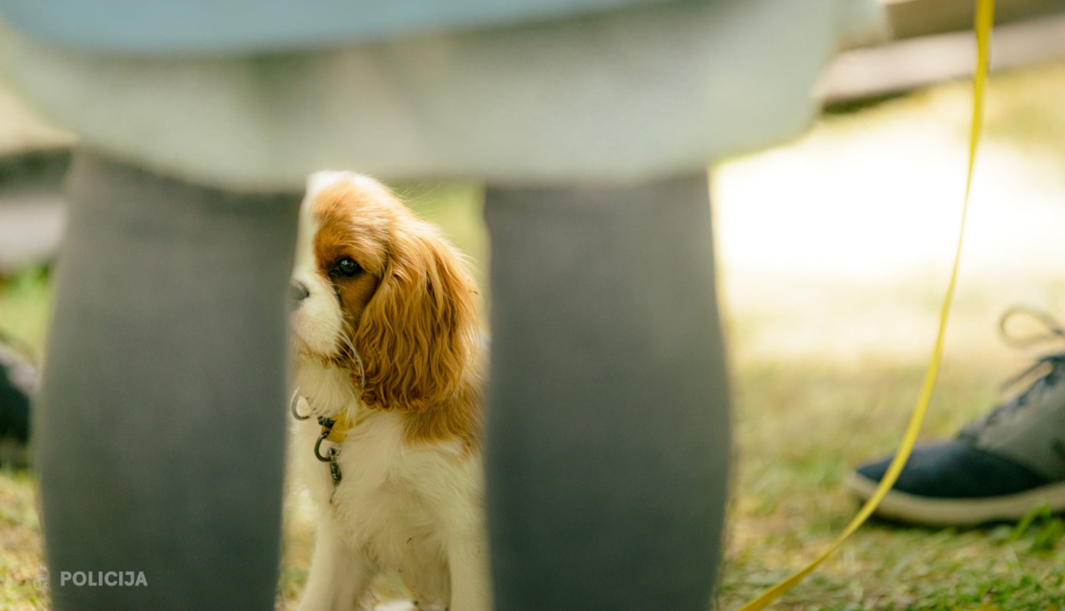 Suns pie pavadas starp cilvēka kājām