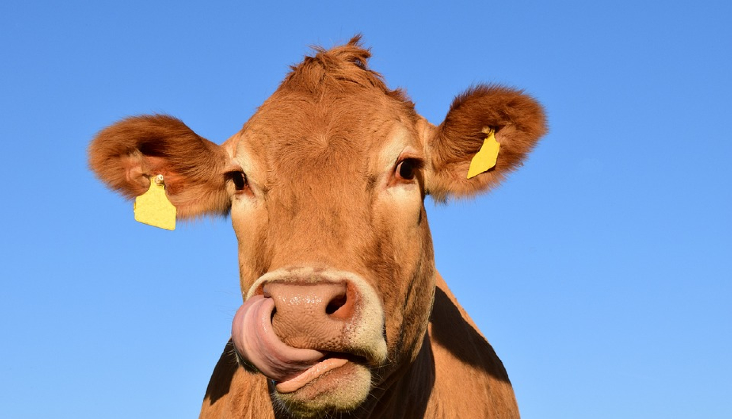 Attēlā redzama brūna govs