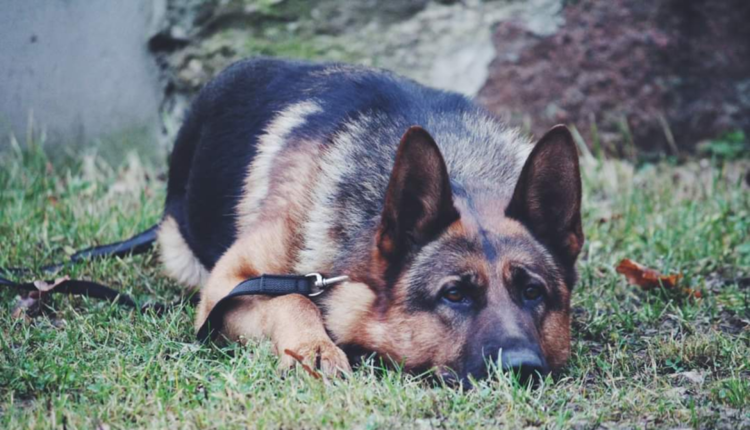 Dienesta suns Darvins nogūlies uz zemes