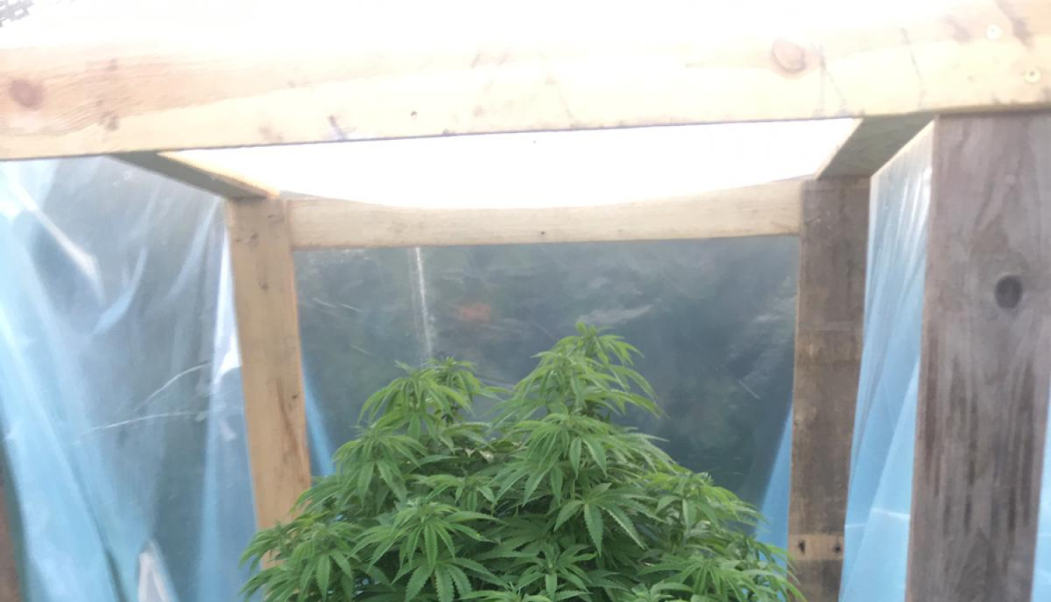 Zālē novietots kupls marihuānas augs, ap kuru uzsliets koka karkass, kas apvilkts ar plēvi